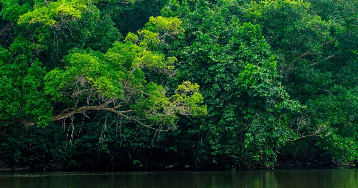 A scene of dense greenery along a calm river. Lush trees with various shades of green leaves grow densely along the riverbank, their branches extending outward over the water. The dense foliage creates a rich, almost impenetrable wall of greenery.